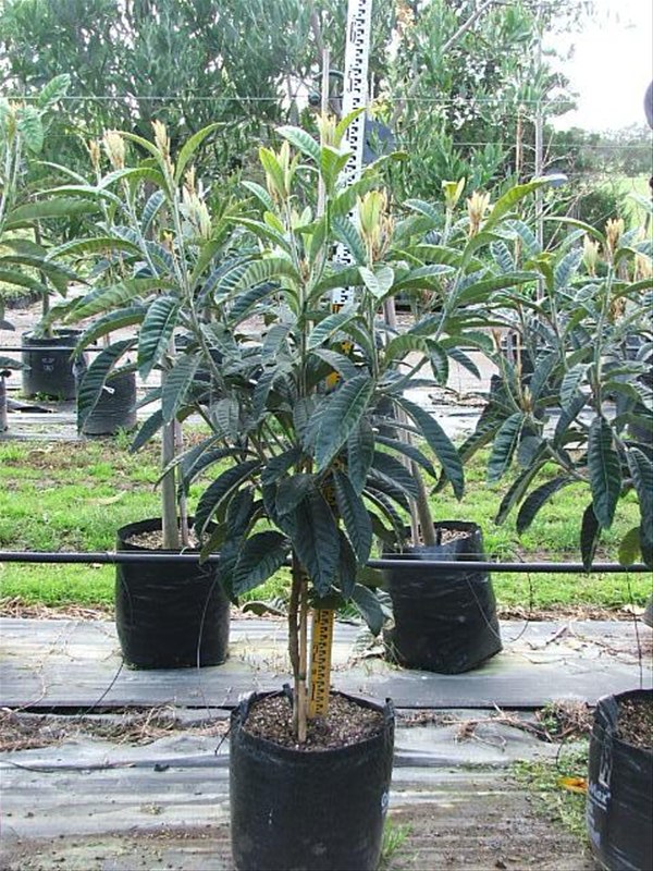 معرفی و راهنمای پرورش درختان میوه - ازگیل ژاپنی